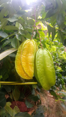 AFARTIOBINA Star Fruit Carambola Grafted Plant(Hybrid, Pack of 1)