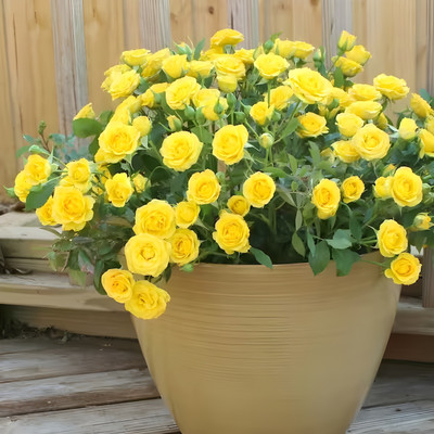 GLOBQRO Rose Plant(Hybrid, Pack of 1)