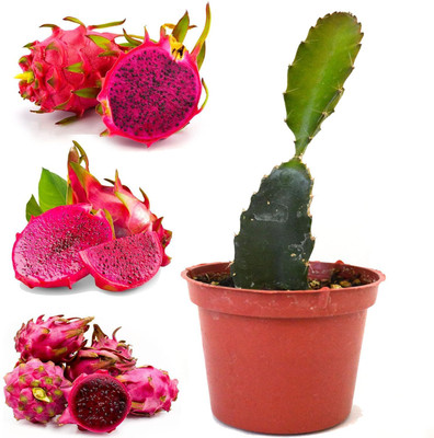 Cloud Farm Dragon Tree(Hybrid, Pack of 1)