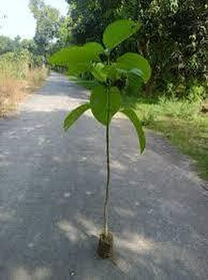 Shree krishna bhander Kadam Plant(Hybrid, Pack of 1)