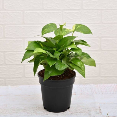 LeafLinkPlants Money Plant(Hybrid, Pack of 1)