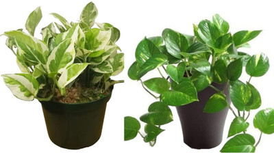 Cloud Farm Money Plant(Hybrid, Pack of 2)