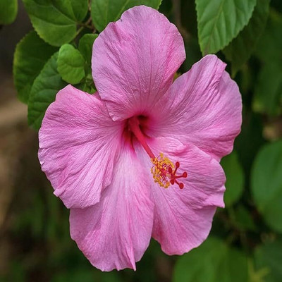 GreenHavenn Hibiscus Plant(Hybrid, Pack of 1)
