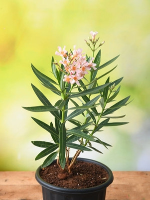 THEGREEN Oleander Plant(Hybrid, Pack of 1)