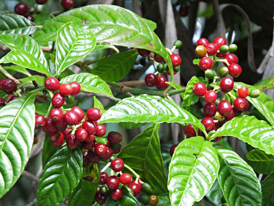 Dishita Go Green Coffee Plant(Hybrid, Pack of 1)