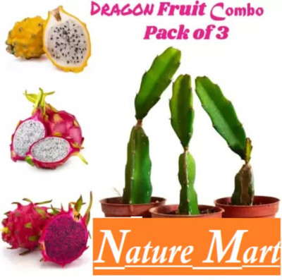Cloud Farm Dragon Tree(Hybrid, Pack of 3)