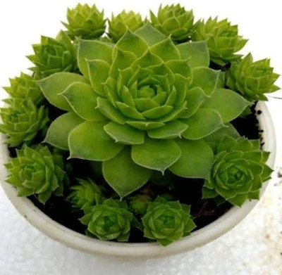 Gardanglow Marsh Barbel Plant(Hybrid, Pack of 1)
