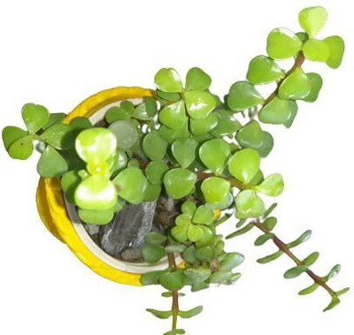 AkGreens Crassula Ovata Plant(Pack of 1)