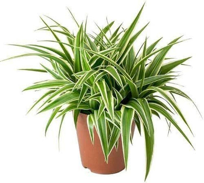 NB Trading Spider Plant(Hybrid, Pack of 1)