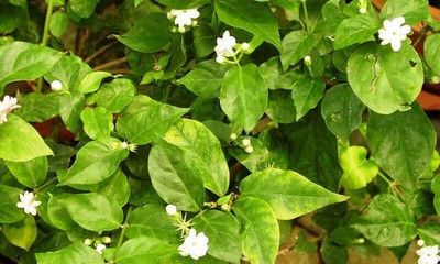 Bakuchi Jasmine Plant(Hybrid, Pack of 1)