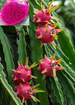 Cloud Farm Dragon Tree(Hybrid, Pack of 1)