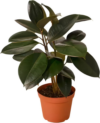 ABEFARIYA Rubber Tree(Hybrid, Pack of 1)