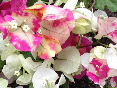 NEW DEBNATHNURSERY Bougainvillea Plant(Hybrid, Pack of 1)