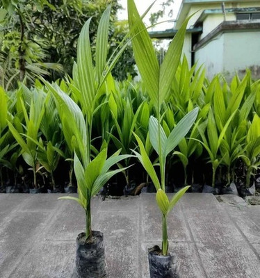 ALOCHUZ Betel Nut/Supari Plant(Hybrid, Pack of 1)