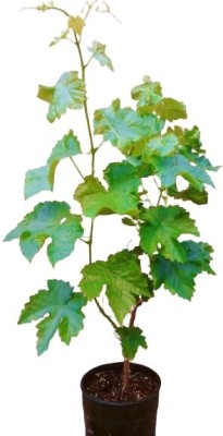 Cloud Farm Grapes Plant(Hybrid, Pack of 1)