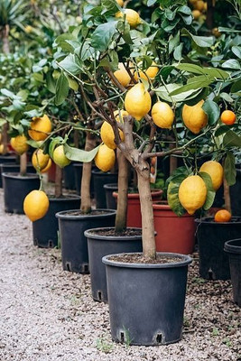 MAMONI TRADERS Lemon Plant(Hybrid, Pack of 1)
