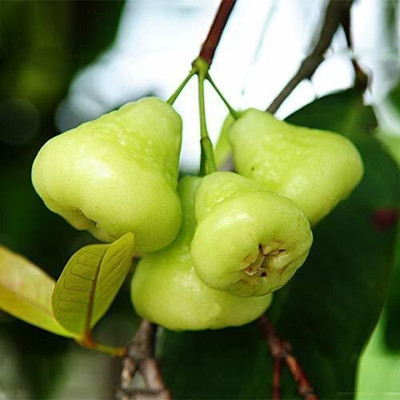 APOSOLUARD Wax Apple White Wax Fruit(Hybrid, Pack of 1)