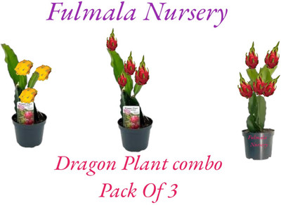 Fulmala Nursery Dragon Tree(Hybrid, Pack of 3)