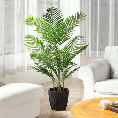 plantsshops Areca Palm(Hybrid, Pack of 1)