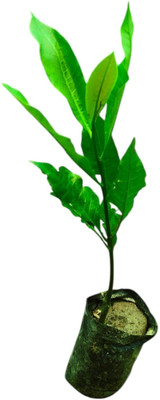 SHREYAGREEN Cashew Plant, Cashew Apple Plant(Hybrid, Pack of 1)