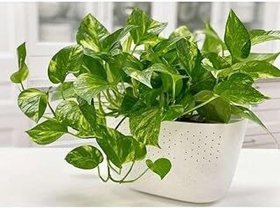 MAITRA AND SONS Money Plant(Hybrid, Pack of 1)