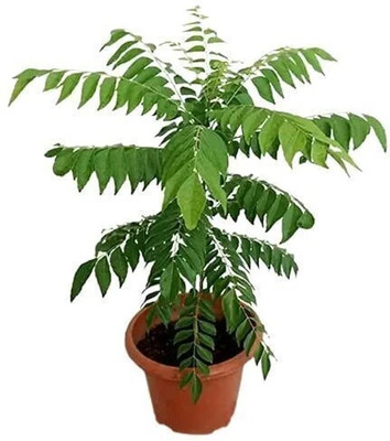 lakshita planters Curry Leaf Plant(Hybrid, Pack of 1)