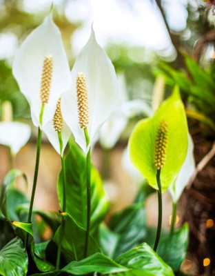 Greenearth Peace Lily Plant(Pack of 1)