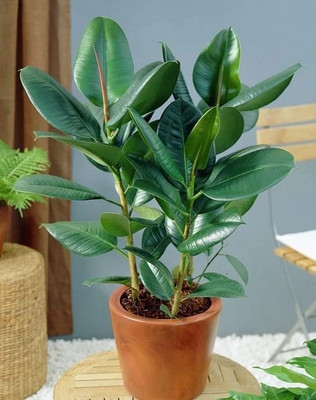 YourPlant Rubber Tree(Hybrid, Pack of 1)