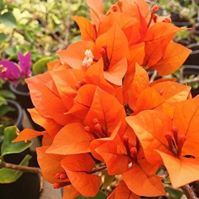 ALOCHUZ Bougainvillea Plant(Hybrid, Pack of 1)