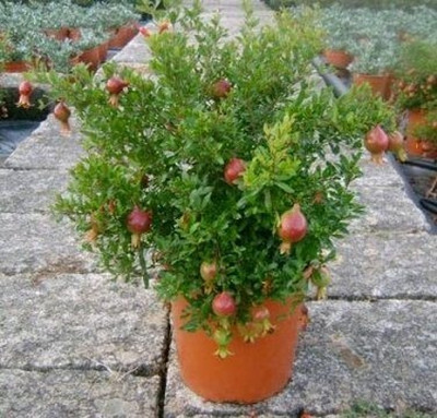 ARYAN EVERGREEN Pomegranate Plant(Hybrid, Pack of 1)