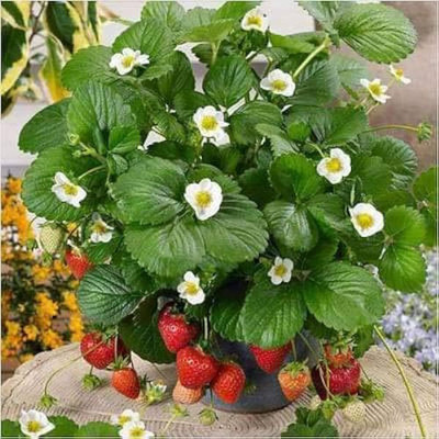 GreenyOn Strawberry Plant(Hybrid, Pack of 1)