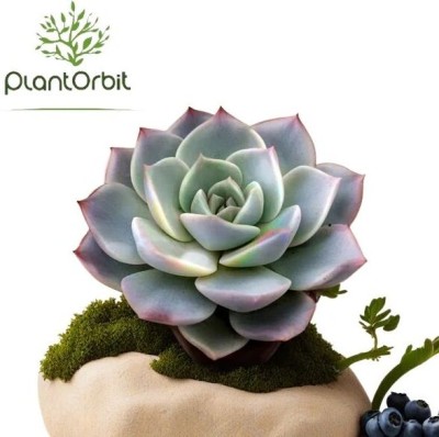 PLANT ORBIT Graptosedum Plant, Succulents Plant(Hybrid, Pack of 1)