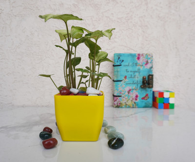 QUICKNCHARM Syngonium Plant(Pack of 1)