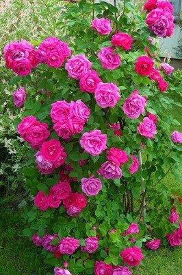 Aquinnah Rose Plant(Hybrid, Pack of 1)