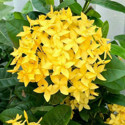 Cloud Farm Trothic Ixora/Chethi Plant(Hybrid, Pack of 1)