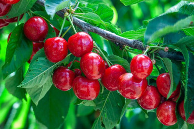 Ukanda Cherry Fruit Plant(Hybrid, Pack of 1)