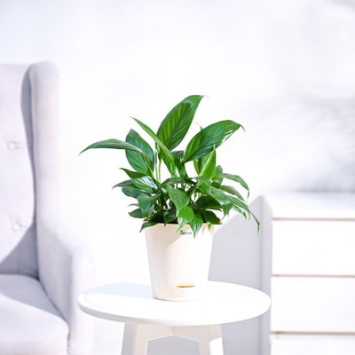 KNursery Peace Lily Plant(Hybrid, Pack of 1)