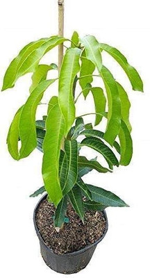 AFARTIOBINA Mango Plant(Hybrid, Pack of 1)