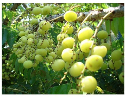 the green dotcom Amla Plant(Hybrid, Pack of 1)