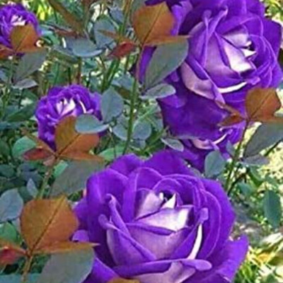 Guruji Rose Plant(Hybrid, Pack of 1)