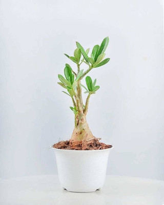 pomgardening Adenium Plant(Hybrid, Pack of 1)