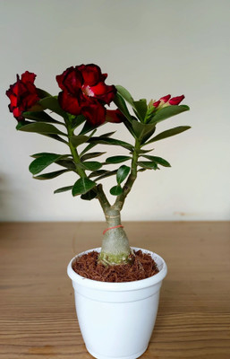LaughEarth Adenium Plant(Hybrid, Pack of 1)