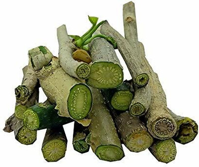 VibeX Neem Giloy Stems/Seeds Seed(25 per packet)
