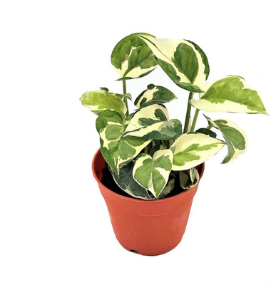 MondallNursery Money Plant(Hybrid, Pack of 1)
