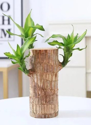 Kapmore Mini Brazalian wood(Hybrid, Pack of 1)