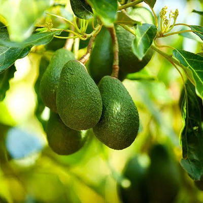 MATARANURSERY Avocado Plant(Hybrid, Pack of 1)