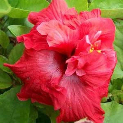 cpc star Hibiscus Plant(Hybrid, Pack of 1)
