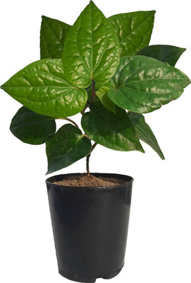GLOBQRO Betel Leaf Plant(Hybrid, Pack of 1)
