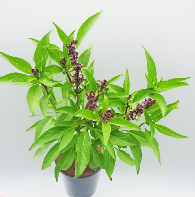 NB Trading Basil Plant(Hybrid, Pack of 1)