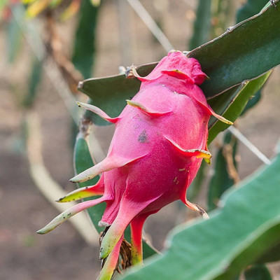 BEWPOLENA Dragon Tree(Hybrid, Pack of 1)